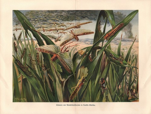 Wanderheuschrecken acrididae - wanderheuschrecken,