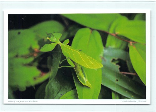 Postkarte wandelndes - 1,