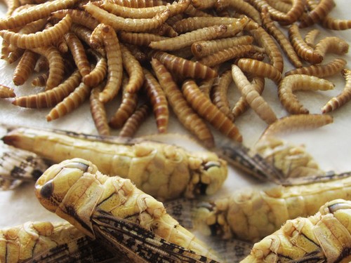 Essbare insekten heuschrecken - insekten,
