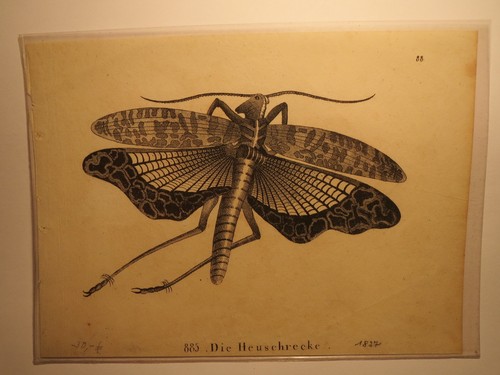 Die heuschrecke druck 1827 - heuschrecke,