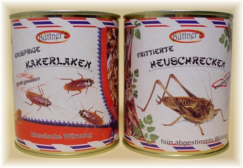 Kakerlaken heuschrecken - kakerlaken,