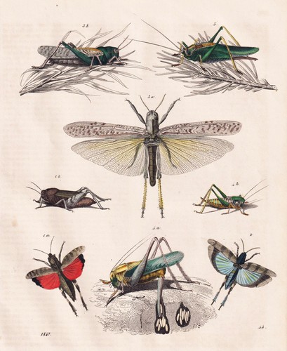Heuschrecken grillen cricket - heuschrecken,